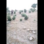 Arash Mir Ahmadi Instagram - یه روز در جنگلهای کوهپایه ای استان فارس...