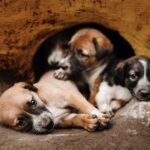 Arjun Kamath Instagram - Saw these fluffballs lounging at the entry point of the Ajanta Caves 🐶 #arjunkamathphotography #puppylife