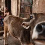 Arjun Kamath Instagram - Dawn unfurls over Varanasi, bathing ancient streets in hues of hope. A temple priest, an embodiment of divinity, finds solace in companionship and chai, as the city stirs awake. In the frame's innocent riot, a cow sneaks centre stage, her curious nose nudging my lens. A fun, unexpected actor in this tableau of transcendence. 2009 to 2022, what a journey it's been! From finding love on the free, story-strewn streets to weaving this raw, vibrant tapestry into my global fashion portraiture. Varanasi, you've added the perfect dash of rustic charm to my narrative. Lively chaos, divine simplicity, and chuckles hiding around each corner - oh, you’re a wild, colourful dance! It’s a riot, a revelation, a resounding 'click' that echoes in heartbeats and shutter speeds alike. Namaste, Streets. You continue to be my muse, my laughter, my first love. #CapturedOnCanon with a @canonindia_official EOS R5 #arjunkamathphotography #photography #streetphotography #travelphotography #sunrise #ancient #temple #priest #chai #cow #varanasi #banaras #varanasidiaries #india #incredibleindia #DoGreatWithCanon #MentorsInFocus #EOSMaestro #instagood #instamood #instagram #instaphoto Varanasi, India
