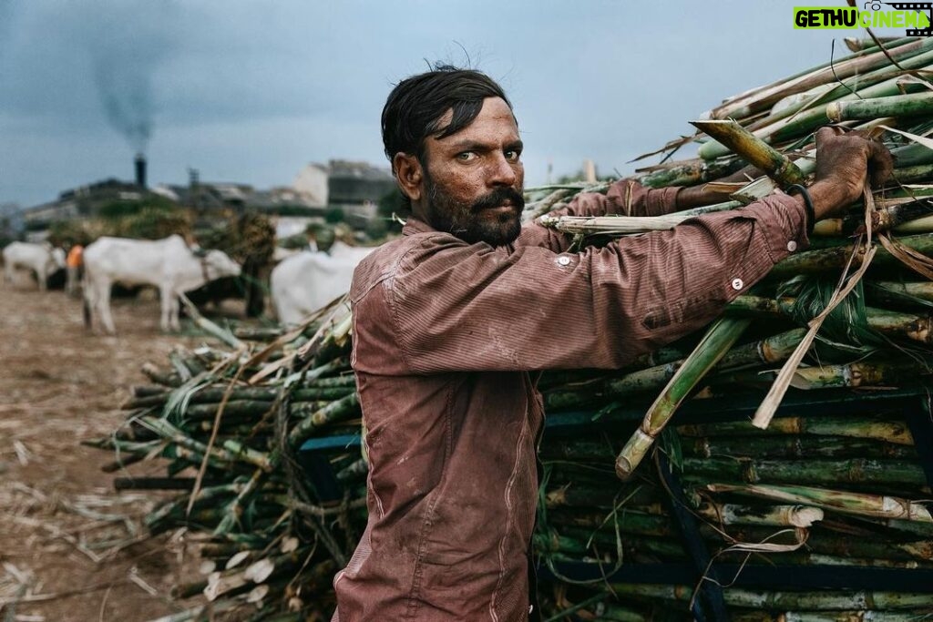 Arjun Kamath Instagram - I made this portrait of Shri Kishan Ghanshyam Chauhan, a 35-year old worker, a couple of weeks ago near Aurangabad in Maharashtra. It was nearly dusk and I was on my way back from Paithan to Aurangabad when I saw a cluster of men gathered around a factory in their respective bullock carts. At first, I thought of just letting it be since I was already headed for my destination. However, an eccentric gathering such as this got the better of my interest, so I decided to stop the car and explore. As I was walking amidst the group, where men clad in all-whites were loading and unloading piles of sugarcane from their carts, I stumbled upon Kishan. The only one in a somewhat coloured attire, his gripping eyes gained my attention and I approached him to figure out the commotion. He told me that workers & farmers of the area make this trip to the factory about 4 to 5 months a year, where they stand in a queue waiting for their turn to deliver sugarcane. I was surprised to find that this task sometimes goes on all night, and was moved when Kishan mentioned that he has been doing this for 17 years. After our brief conversation, the chap continued his work & I stepped back to take a picture of him. As Kishan toiled to provide food for his family of three, I could see the sky slowly turning dark & making way for the night. Delicate smoke floated from the factory just behind him, where the sugarcane he was unloading would likely end up in a couple of days. What I treasure in this photograph is how the fading sunlight complements the mood of the picture, depicting the effort that these workers put on a daily basis. And the fact that I caught Kishan’s stern gaze in a genuine moment while he was engrossed in work, which helped me translate his story for what it is. Finally, this turned out to be one of those cinematic evenings where a portrait was made because I felt like I needed to stop. I listened to my heart and it led me to meet with this gentleman, who was kind to explain his work, and through it, give me a glimpse into his life as well as a story I will remember for years to come. #CapturedOnCanon with a Canon EOS 5D Mark IV & a 24-70mm F/2.8 #SPiCollective
