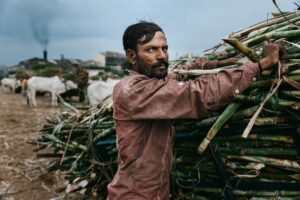 Arjun Kamath Instagram - I made this portrait of Shri Kishan Ghanshyam Chauhan, a 35-year old worker, a couple of weeks ago near Aurangabad in Maharashtra. It was nearly dusk and I was on my way back from Paithan to Aurangabad when I saw a cluster of men gathered around a factory in their respective bullock carts. At first, I thought of just letting it be since I was already headed for my destination. However, an eccentric gathering such as this got the better of my interest, so I decided to stop the car and explore.

As I was walking amidst the group, where men clad in all-whites were loading and unloading piles of sugarcane from their carts, I stumbled upon Kishan. The only one in a somewhat coloured attire, his gripping eyes gained my attention and I approached him to figure out the commotion. He told me that workers & farmers of the area make this trip to the factory about 4 to 5 months a year, where they stand in a queue waiting for their turn to deliver sugarcane. I was surprised to find that this task sometimes goes on all night, and was moved when Kishan mentioned that he has been doing this for 17 years.

After our brief conversation, the chap continued his work & I stepped back to take a picture of him. As Kishan toiled to provide food for his family of three, I could see the sky slowly turning dark & making way for the night. Delicate smoke floated from the factory just behind him, where the sugarcane he was unloading would likely end up in a couple of days.

What I treasure in this photograph is how the fading sunlight complements the mood of the picture, depicting the effort that these workers put on a daily basis. And the fact that I caught Kishan’s stern gaze in a genuine moment while he was engrossed in work, which helped me translate his story for what it is. Finally, this turned out to be one of those cinematic evenings where a portrait was made because I felt like I needed to stop. I listened to my heart and it led me to meet with this gentleman, who was kind to explain his work, and through it, give me a glimpse into his life as well as a story I will remember for years to come.

#CapturedOnCanon with a Canon EOS 5D Mark IV & a 24-70mm F/2.8  #SPiCollective
