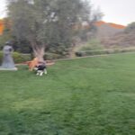 Arnold Schwarzenegger Instagram - Morning cardio is important.