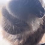 Artyom Khorev Instagram – Мои сладкие 🤗😘 Северная Осетия – Алания, Фиагдонское Ущелье
