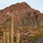 Ashima Shiraishi Instagram - Saguaros scattered Amidst sun-baked, rust-hued rocks The desert calls thee #ad #DoveMountain @harpersbazaarus @ritzcarlton