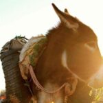 Ashleigh Cummings Instagram - This is Ezra. Every day we, along with the goats, trekked four hours in the Moroccan Sahara to fetch (unnervingly brown shaded and rather viscous) water from the nearest well. Most of the time I felt bad that she had to carry such a heavy load so I used to lug it around for her and she'd be there for moral support. (She was a tip top listener 👌). Also, sometimes the goats would give birth during our journeys and we'd put the kids in her little pouches, and she'd proceed to protect/mother them even when we got back to the tent. #nofilter
