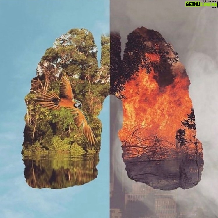 Ashleigh Cummings - 1.3K Likes - The “lungs of our earth” are on fire. If our earth can’t breathe, neither can we.
Did you know this ecosystem ALONE provides 20% of the oxygen in Earth’s atmosphere & 10% of all known species?
It is vital to ALL life on Earth.
Swipe right to find out ways you can help... like reducing your consumption of animal products (most of these fires were initially lit to clear land for cattle) or even go plant-based (but check your soy and almond sources)! And support indigenous communities who are at the forefront of this fight (they’re fighting for ALL of us! See tags below)... Know that your voices & actions really do matter - on both an individual & political scale 💚
@guajajarasonia
@coiabamazonia
@amazonwatch
@amazonconservationteam
@amazonfrontlines
@greenpeacebrasil
@ConservationOrg #PeopleNeedNature
Excerpts from an array of literature on the matter... (not my words!) Wildfires often occur in the dry season in Brazil, but this year has been worse than normal. Fires are deliberately started in efforts to illegally deforest land for cattle ranching.
72,000 fires have been detected between January and August & more than 9,500 forest fires since Thursday, mostly in the Amazon region.
In comparison, there were fewer than 40,000 in the whole of 2018.
So the two scariest numbers for understanding the fires are this: There are 80 percent more fires this year than there were last summer, according to the Brazilian government. This surge in burning has accompanied a spike in deforestation. More than 1,330 square miles of the Amazon rainforest have been lost since January, a 39% increase over the same period last year, according to The New York Times.
Why are these figures so important? Because Brazil’s political leadership has changed in the past year. On January 1, Jair Bolsonaro, a far-right populist who has openly pined for his country’s authoritarian past, was sworn in as president. During his campaign, he promised to weaken the Amazon’s environmental protections—which have been effective at reducing deforestation for the past two decades—and open up the rainforest to economic development. (Cntd in comments)