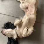 Augustus Prew Instagram - Ran up loads of hills and through Longleat Forest for several miles with a dog harnessed to me in Wiltshire with my hardcore cousin @feeblesb Highly recommend if you wanna get real sweaty and be at one with the universe and Flora her cocker spaniel 😋💦🐕‍🦺🦮 Shear Water Lake, Longleat Estate