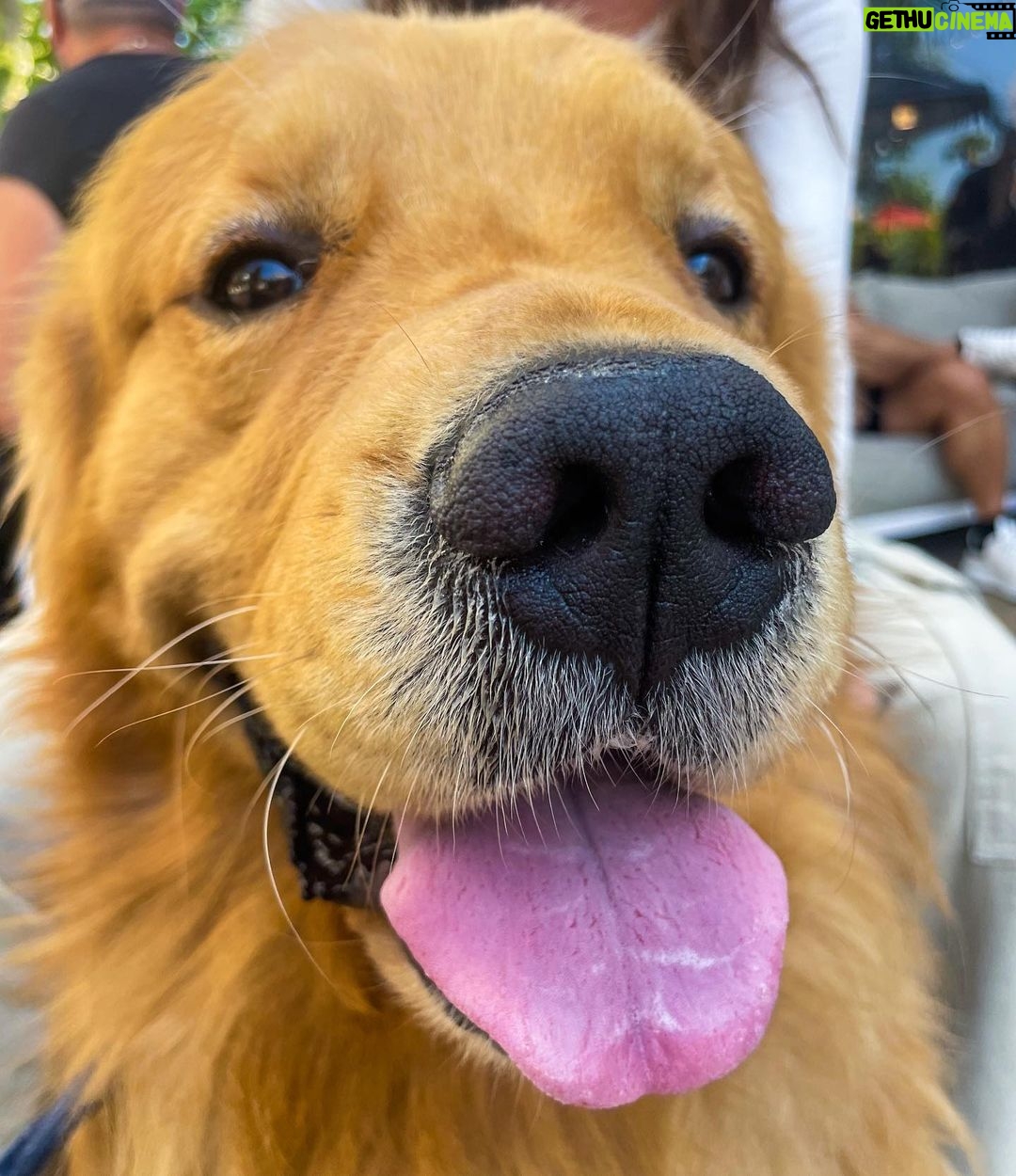 Ava Allan Instagram - What a good boy Los Angeles, California