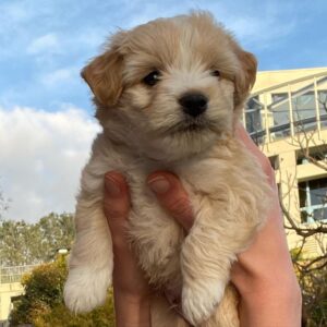 Ava August Instagram - This little guy wants you to stream Move On <3 What should I name him?!