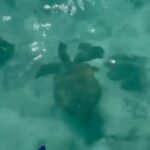 Bade Işcil Instagram - 🐢 🏊‍♀️ 🤿 🐠 🌴 🌊 🩵 #Mauritius 🇲🇺