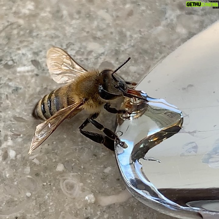 Bade Işcil Instagram - Öğle yemeği saati 🍯 🐝