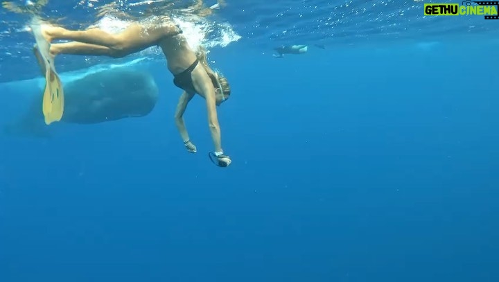 Bade Işcil Instagram - Birthday diving 🧜‍♀️🧜🏻‍♂️ #mauritius #whales Tamarin, Mauritius