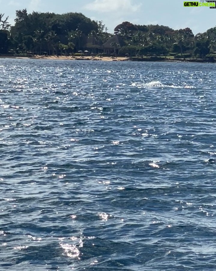 Bade Işcil Instagram - Kaptanımla dalışa giderken Balina ve yavrusu da bize eşlik etti 🧿🙏🏻 Mauritius