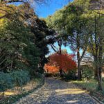 Barbara Akemi Katsuki Instagram – Making memories with my mini travel buddy☺️🍂🍁🤎 新宿御苑