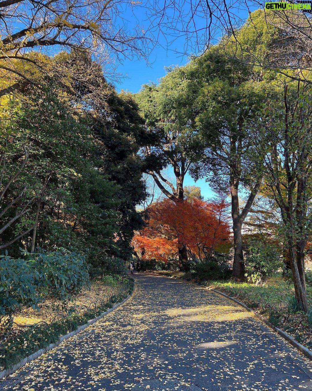 Barbara Akemi Katsuki Instagram - Making memories with my mini travel buddy☺️🍂🍁🤎 新宿御苑