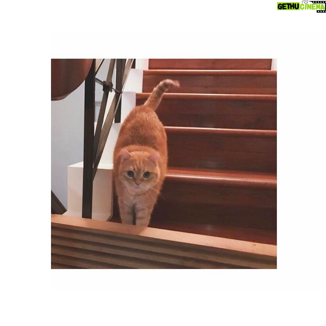 Bea Hayden Kuo - 3.3K Likes - 威士忌老爺爺下樓逛街🐱
#郭碧婷 #guobiting #beahayden