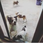 Bea Hayden Kuo Instagram - 回家看了一眼孩子們❤️🐶 #beahayden #guobiting #郭碧婷