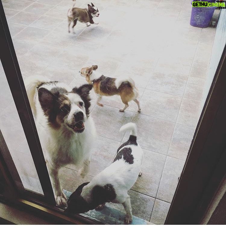 Bea Hayden Kuo Instagram - 回家看了一眼孩子們❤️🐶 #beahayden #guobiting #郭碧婷
