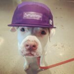 Beau Garrett Instagram - This is Bob. He’s my clown of a dog who I rescued over a year and a half ago. He went from being a beat up bait dog to a bonafide therapy dog and I just think he is the coolest. He comes with me to @myodetox where @lumbachristina makes me hurt a lot in the moment so I can hurt less in the future. Bob let’s me squeeze his paws and ears as hard as I can when the pain gets to be too much. I am so grateful to the crew at Myodetox for making it possible to run again without pain. And I’m so grateful to you, Bob, for just being the coolest pitty I know. Vancouver, British Columbia