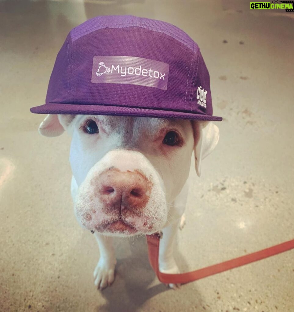 Beau Garrett Instagram - This is Bob. He’s my clown of a dog who I rescued over a year and a half ago. He went from being a beat up bait dog to a bonafide therapy dog and I just think he is the coolest. He comes with me to @myodetox where @lumbachristina makes me hurt a lot in the moment so I can hurt less in the future. Bob let’s me squeeze his paws and ears as hard as I can when the pain gets to be too much. I am so grateful to the crew at Myodetox for making it possible to run again without pain. And I’m so grateful to you, Bob, for just being the coolest pitty I know. Vancouver, British Columbia