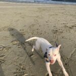 Beau Garrett Instagram – This is Bob Dylan. My attempt at fostering has once again, failed. His age is unclear but what I do know about him doesn’t explain how he came to be such a loving companion. Before he came into my life by way of the incredible organization @hitlivingfoundation he was a bait dog. Used to entice fighting dogs to get in the ring and rip each other to shreds. He had scars all over his body, he cowered at anyone who approached, he wore down all his front teeth due to living in a cage and he most definitely had never seen the inside of a home. In a month, he became the most loving, gentle, calm and well mannered four legged creature I have had the great blessing to know. He is in good hands now and I’m certain my old pup Kona sent him down from the great above to keep me company in these uncharted times. I hope everyone out there is doing what they can to stay safe. Bob and I send you all a bit of love. “I know you haven’t made your mind up yet, but I would never do you wrong. I’ve known it from the moment that we met, no doubt in my mind where you belong.”