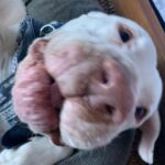 Beau Garrett Instagram - This is Bob Dylan. My attempt at fostering has once again, failed. His age is unclear but what I do know about him doesn’t explain how he came to be such a loving companion. Before he came into my life by way of the incredible organization @hitlivingfoundation he was a bait dog. Used to entice fighting dogs to get in the ring and rip each other to shreds. He had scars all over his body, he cowered at anyone who approached, he wore down all his front teeth due to living in a cage and he most definitely had never seen the inside of a home. In a month, he became the most loving, gentle, calm and well mannered four legged creature I have had the great blessing to know. He is in good hands now and I’m certain my old pup Kona sent him down from the great above to keep me company in these uncharted times. I hope everyone out there is doing what they can to stay safe. Bob and I send you all a bit of love. “I know you haven’t made your mind up yet, but I would never do you wrong. I’ve known it from the moment that we met, no doubt in my mind where you belong.”
