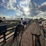 Bella Hadid Instagram - Thank you to all the great trainers and people who allowed me to ride their incredible horses🙏🏽 And my Lucy , Blue , Ami 🤍 I love these animals Wellington International