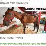 Bella Hadid Instagram - Hi friends ❤️- we need to tell @nyccouncil, @NYCSpeakerAdams and @NYCMayor to pass legislation (Intro 573) (thank you @bobholdennyc )) to phase out cruel carriage horses, protect them while it’s still here and eventually replace it with a humane & electric alternative. This has been going on for WAY too long in this kind of environment….Another sick, malnourished carriage horse collapsed in distress on the hot pavement of New York City while his driver whipped him repeatedly….. We are also calling on the Manhattan District Attorney & the NYPD to investigate criminal animal abuse charges against Ian Mckeever for his abusive behavior. Ryder needs immediate help and to be released from his abuser. Can anyone comment below if they know where he is/ have any information on Ryder please? It's barbaric to force horses like Ryder to pull heavy carriages in extreme heat in the busiest part of the busiest city in America without a place to break or eat. We have to do something now. This should have been done years ago. Eric Adams, The world is watching!! Please do what is right for these animals. Take action. LINK TO TAKE ACTION: nyclass.org/StopHorseAbuse
