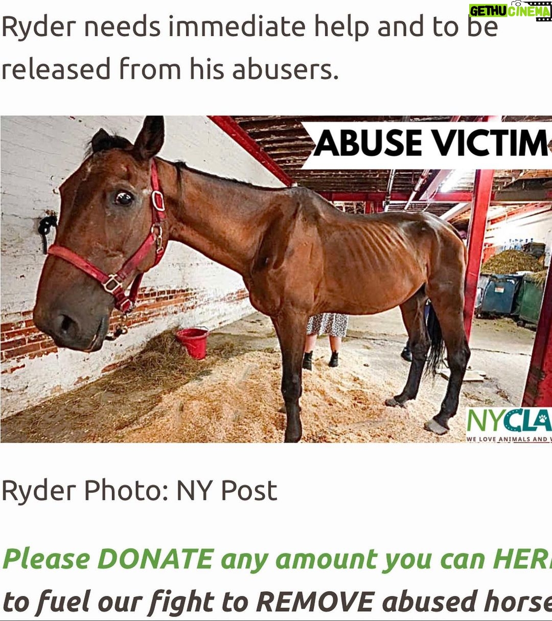 Bella Hadid Instagram - Hi friends ❤️- we need to tell @nyccouncil, @NYCSpeakerAdams and @NYCMayor to pass legislation (Intro 573) (thank you @bobholdennyc )) to phase out cruel carriage horses, protect them while it’s still here and eventually replace it with a humane & electric alternative. This has been going on for WAY too long in this kind of environment….Another sick, malnourished carriage horse collapsed in distress on the hot pavement of New York City while his driver whipped him repeatedly….. We are also calling on the Manhattan District Attorney & the NYPD to investigate criminal animal abuse charges against Ian Mckeever for his abusive behavior. Ryder needs immediate help and to be released from his abuser. Can anyone comment below if they know where he is/ have any information on Ryder please? It's barbaric to force horses like Ryder to pull heavy carriages in extreme heat in the busiest part of the busiest city in America without a place to break or eat. We have to do something now. This should have been done years ago. Eric Adams, The world is watching!! Please do what is right for these animals. Take action. LINK TO TAKE ACTION: nyclass.org/StopHorseAbuse