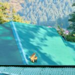 Bhuvan Bam Instagram – Day 1 dump! ☀️
1. Dinner puppy ready
2. Sunrise from my window
3. Aloo Puri for breakfast
4. Red Moon Night
5. How I want to be
6. What I want to do
#NewYear #Hills Mashobra
