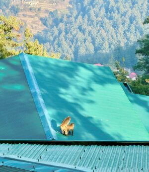 Bhuvan Bam Instagram - Day 1 dump! ☀️

1. Dinner puppy ready
2. Sunrise from my window
3. Aloo Puri for breakfast
4. Red Moon Night
5. How I want to be
6. What I want to do 

#NewYear #Hills