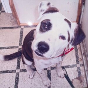 Billie Eilish Instagram - pepper. my life long best friend. i will see you again someday sweet girl. you made it 15 years you fucking beast. :’) i love you. rest easy mama, i’ll miss you forever.🫀this is a really hard day