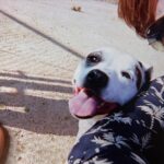 Billie Eilish Instagram – pepper. my life long best friend. i will see you again someday sweet girl. you made it 15 years you fucking beast. :’) i love you. rest easy mama, i’ll miss you forever.🫀this is a really hard day