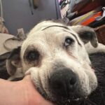Billie Eilish Instagram – pepper. my life long best friend. i will see you again someday sweet girl. you made it 15 years you fucking beast. :’) i love you. rest easy mama, i’ll miss you forever.🫀this is a really hard day