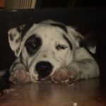 Billie Eilish Instagram – pepper. my life long best friend. i will see you again someday sweet girl. you made it 15 years you fucking beast. :’) i love you. rest easy mama, i’ll miss you forever.🫀this is a really hard day