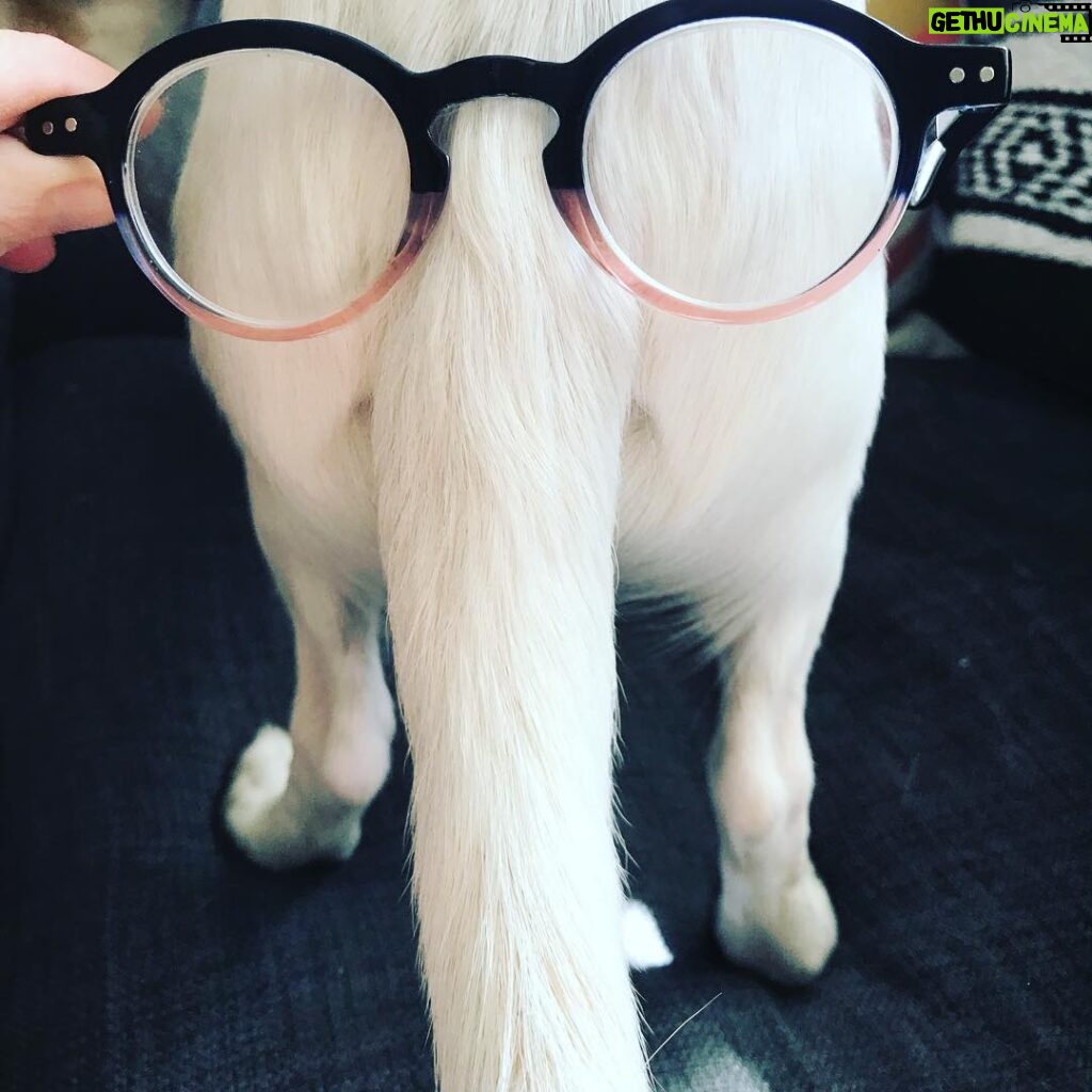 Billy Boyd Instagram - Sometimes when I put glasses on @weebobbyjohnston tail he looks like a mathematics professor