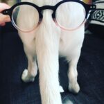 Billy Boyd Instagram – Sometimes when I put glasses on @weebobbyjohnston tail he looks like a mathematics professor