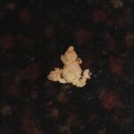 Billy Boyd Instagram – Went to the cinema and saw this piece of squashed popcorn that looks like a frog. What a world we live in . #popcornfrogs