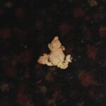 Billy Boyd Instagram - Went to the cinema and saw this piece of squashed popcorn that looks like a frog. What a world we live in . #popcornfrogs