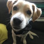 Billy Boyd Instagram - @weebobbyjohnston #sweetface #brothersbandana #myweedug
