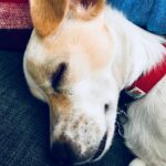 Billy Boyd Instagram - New year has caught up with me and Bobby. Nap day I think. #2018 #nap #weebobbyjohnston ##tired