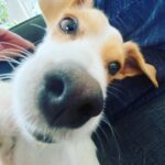 Billy Boyd Instagram – This is the dog that lives with me. His name is Bob