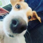 Billy Boyd Instagram - This is the dog that lives with me. His name is Bob