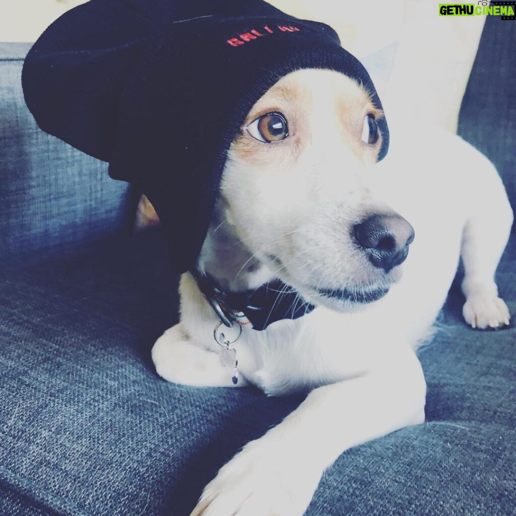 Billy Boyd Instagram - I will be in Warsaw this weekend! Can’t wait! Haven’t been in this magical city since drama school. Really looking forward to it. #warsawcomiccon hope to see you there. https://www.instagram.com/warsawcomiccon/ . Plus....here’s a pic of my dog in a hat.