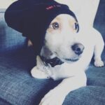 Billy Boyd Instagram - I will be in Warsaw this weekend! Can’t wait! Haven’t been in this magical city since drama school. Really looking forward to it. #warsawcomiccon hope to see you there. https://www.instagram.com/warsawcomiccon/ . Plus....here’s a pic of my dog in a hat.