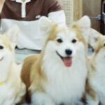 Bovorn Kongnawdee Instagram – Fong 🐶