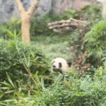 Bravo Instagram - Chumma Jolly ‘uh apdiye HONGKONG varaikkum….😅 —— SWIPE to 10th slide to see 🐼 PANDAS —— From BB house to HONGKONG - was quite an expensive therapy but much needed one 😂😎😎 ——— #hongkong #hk #hongkong🇭🇰 #travel #travelphotography Disney Land , Hongkong