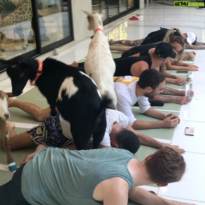 Brendan Scannell Instagram - Turns out when they call it “Goat Yoga” they mean exactly that #baamaste 🐐🙏