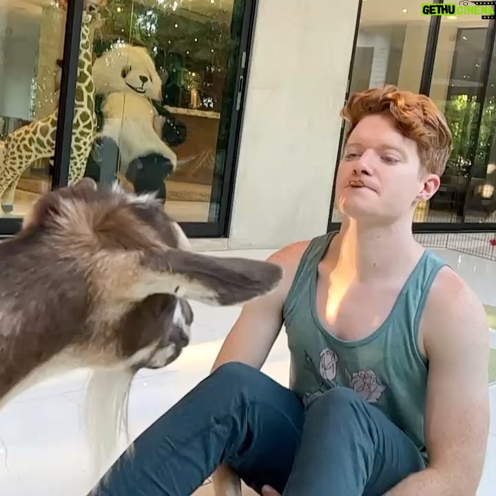 Brendan Scannell - 1.6K Likes - Turns out when they call it “Goat Yoga” they mean exactly that #baamaste 🐐🙏