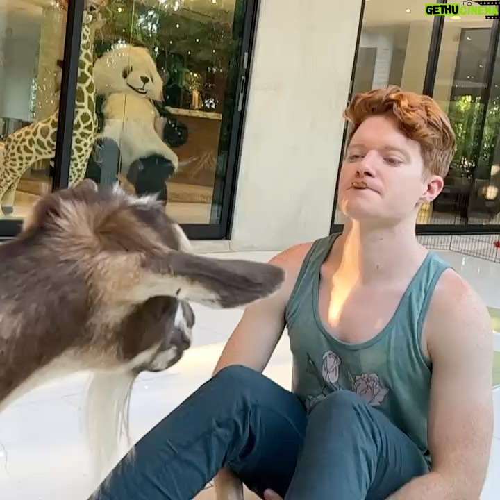 Brendan Scannell Instagram - Turns out when they call it “Goat Yoga” they mean exactly that #baamaste 🐐🙏